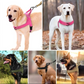 Robustes taktisches Hundegeschirr mit Griff